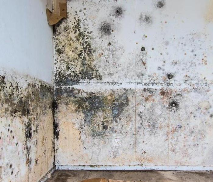 white wall with black mold growing on it