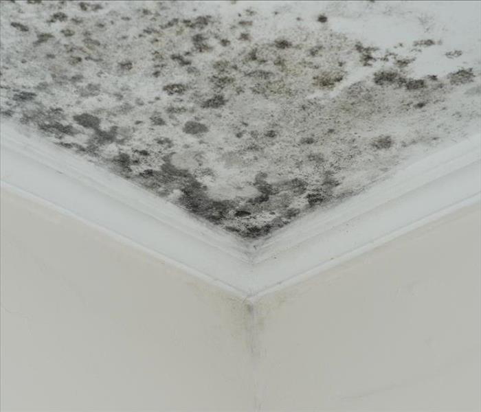 mold damage on a wall and ceiling.