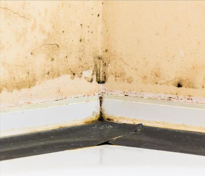 corner of walls with mold growing