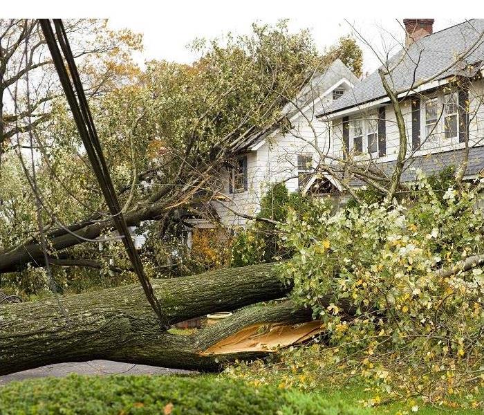 Large fallen tree damaging two homes